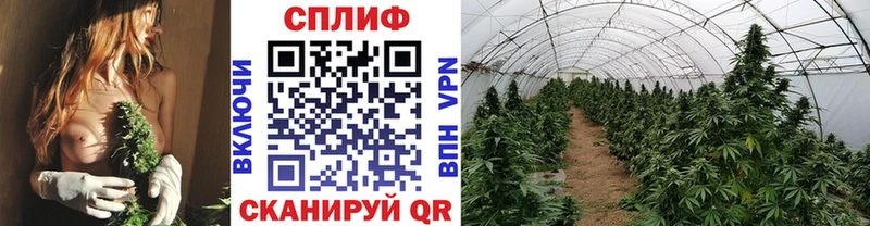 Бошки марихуана тримм  где найти   Семёнов 
